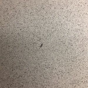 Meet your Posher, Cole